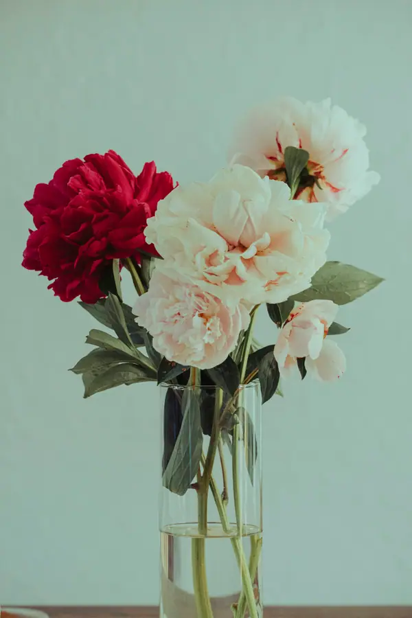 Red and cream peonies in a glass vase