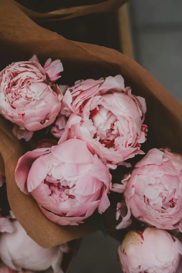 Blush peonies wrapped in kraft paper