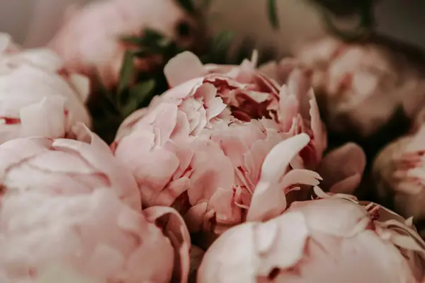 Close view of soft blush peony blooms