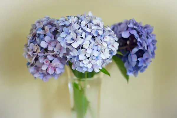 Blue and lilac hydrangeas in a glass vase