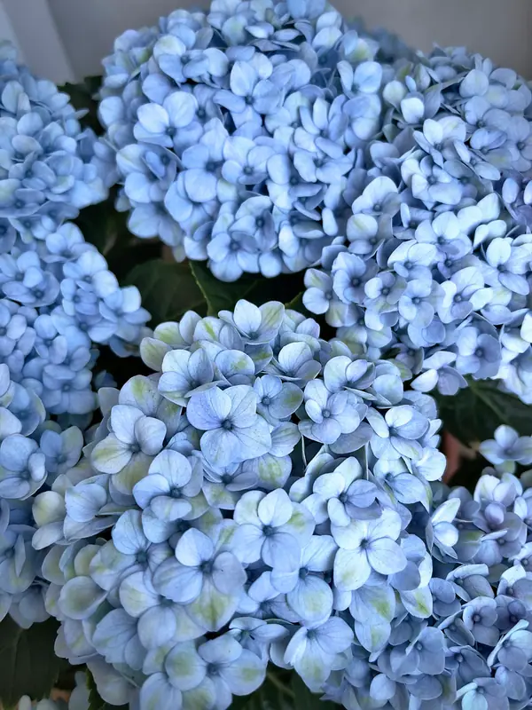 Pale blue hydrangea blossoms