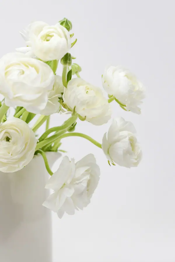 White ranunculus in a white vase