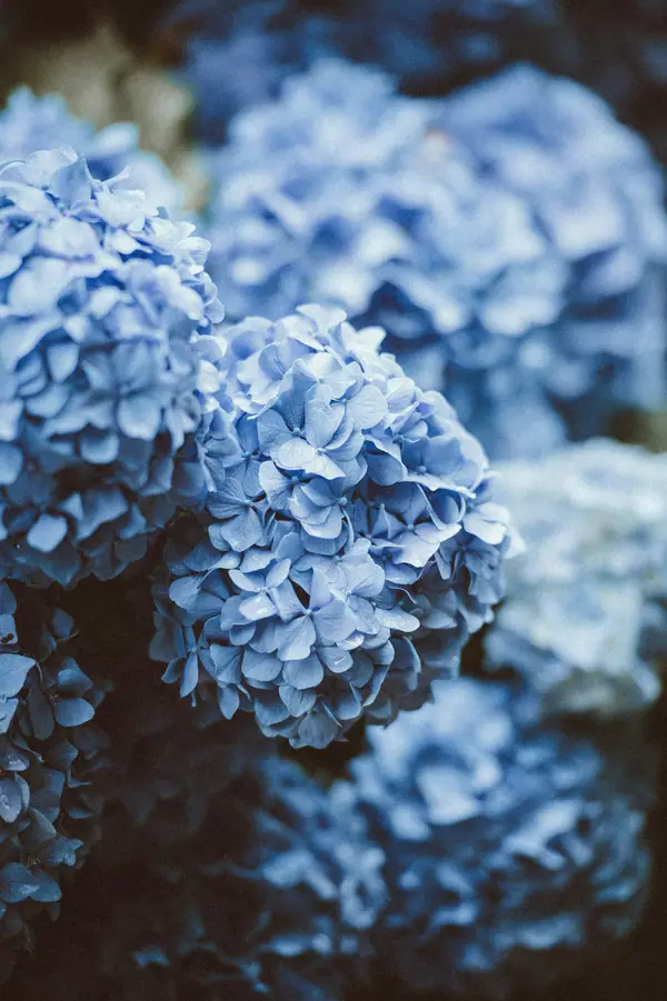 Soft blue hydrangea blooms