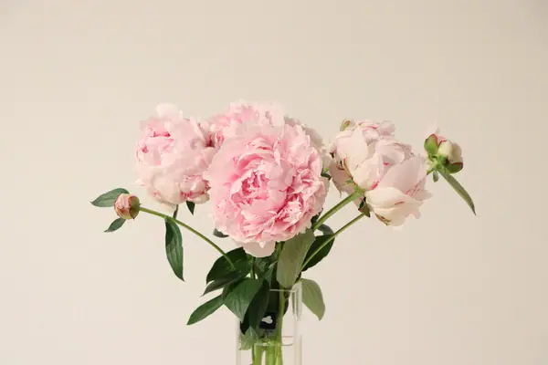 Pale pink peonies in a glass vase against a cream wall